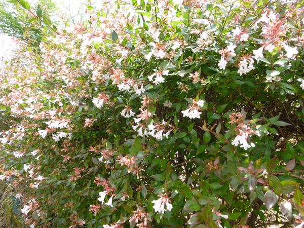 d0170615_1093299.jpg