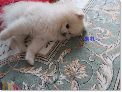b0167519_2255274.gif