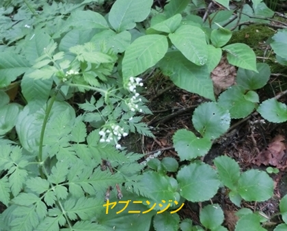 a0105023_11253212.jpg