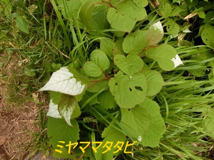 a0105023_11445111.jpg