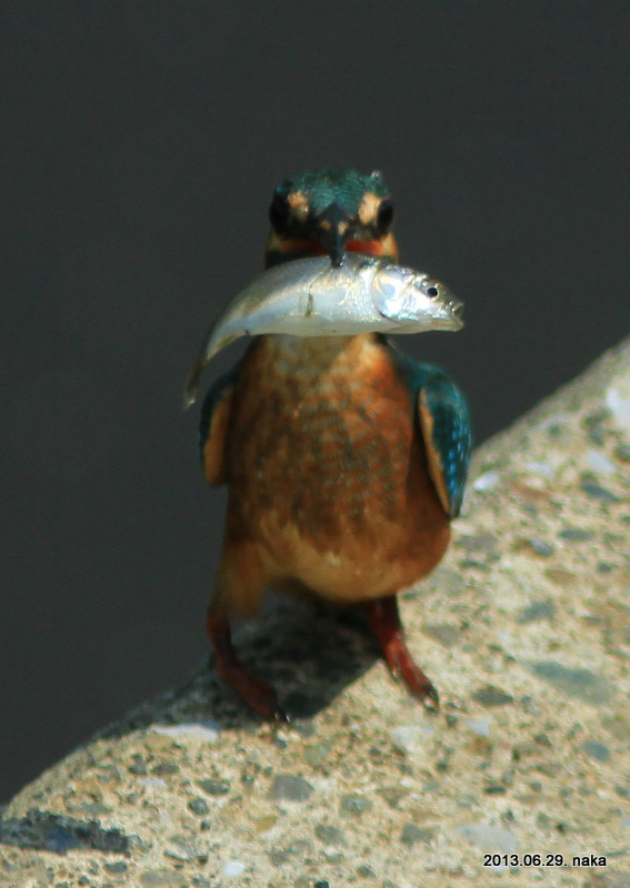 f0281533_1755549.jpg