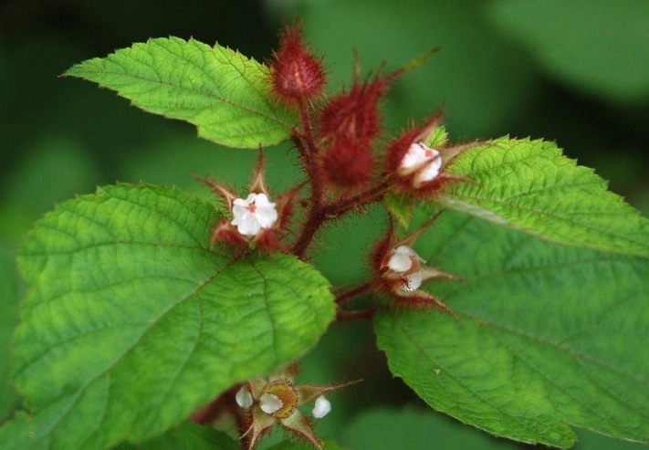 c0002943_10333325.jpg