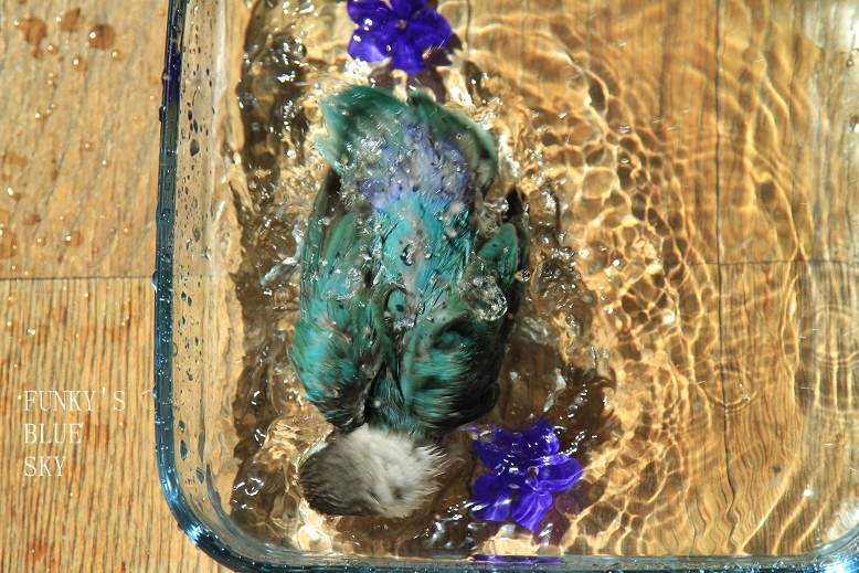 c0145250_11354384.jpg