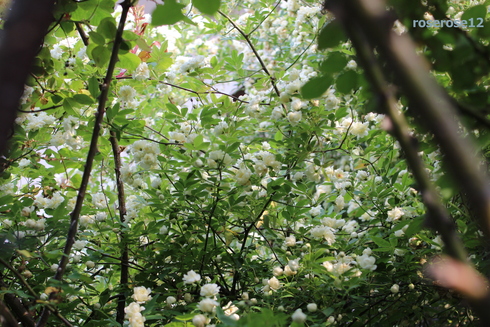 a0249051_035171.jpg