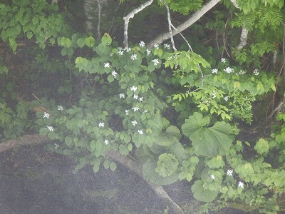 e0004756_2232663.jpg