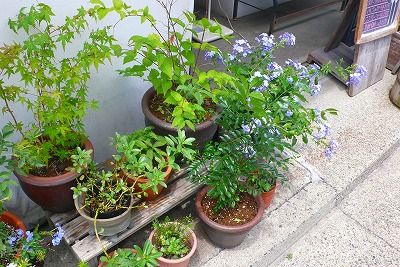 e0001860_7563659.jpg