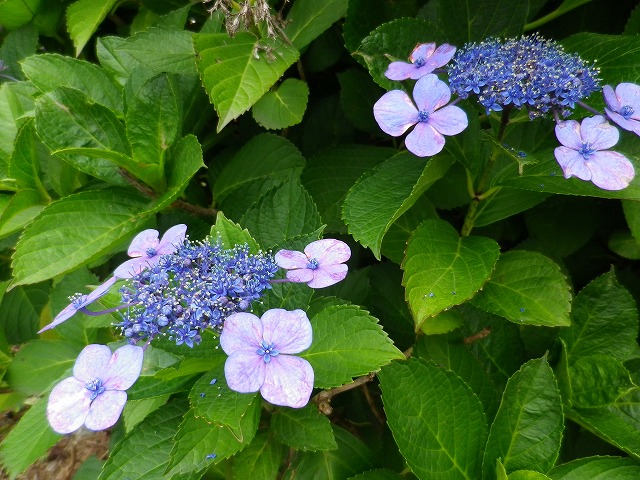 e0078069_11202239.jpg