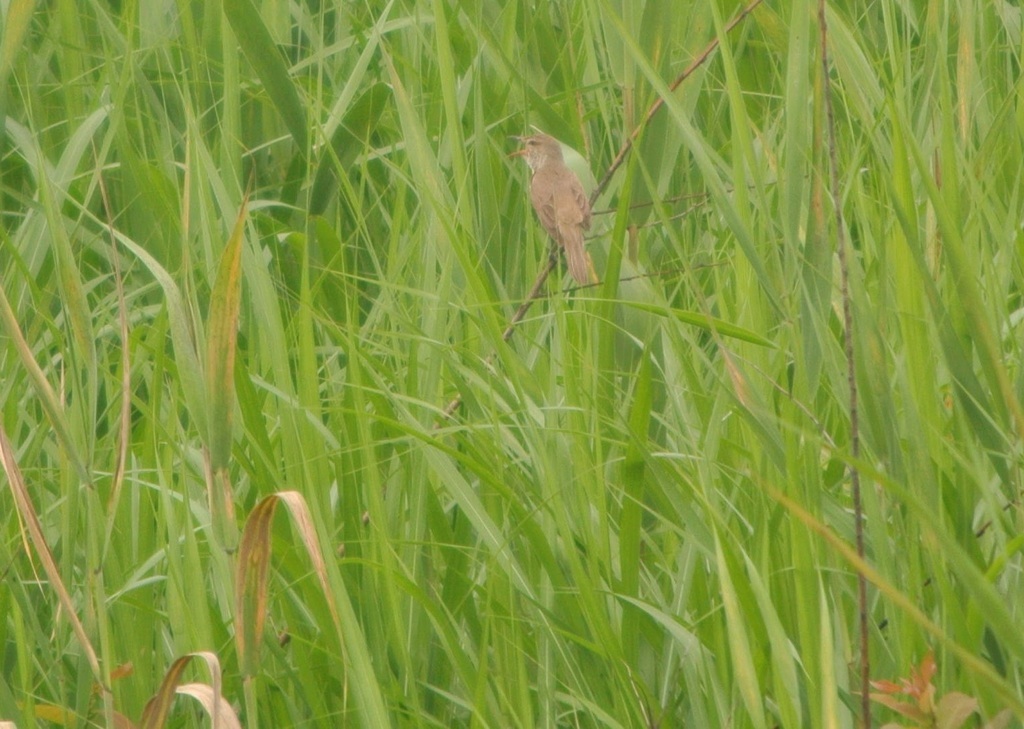e0098079_18192621.jpg