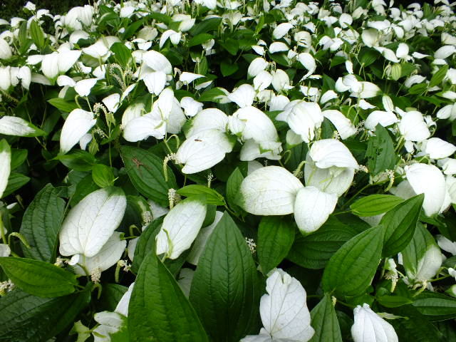e0145782_20102756.jpg