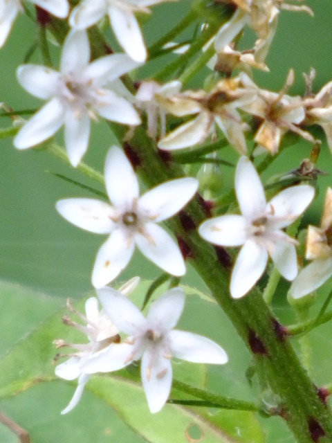 e0145782_20132020.jpg
