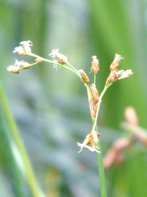 e0145782_20135888.jpg