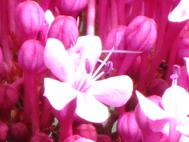 e0145782_2081838.jpg