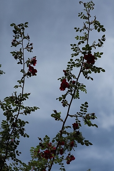e0209997_1335234.jpg