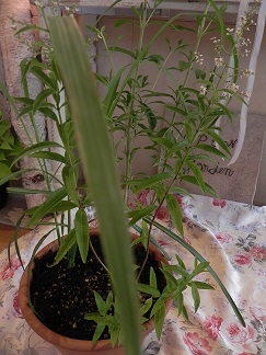 c0152002_11542136.jpg