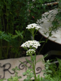 c0152002_1156653.jpg