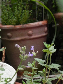 c0152002_11572070.jpg
