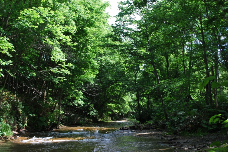d0051707_20134751.jpg