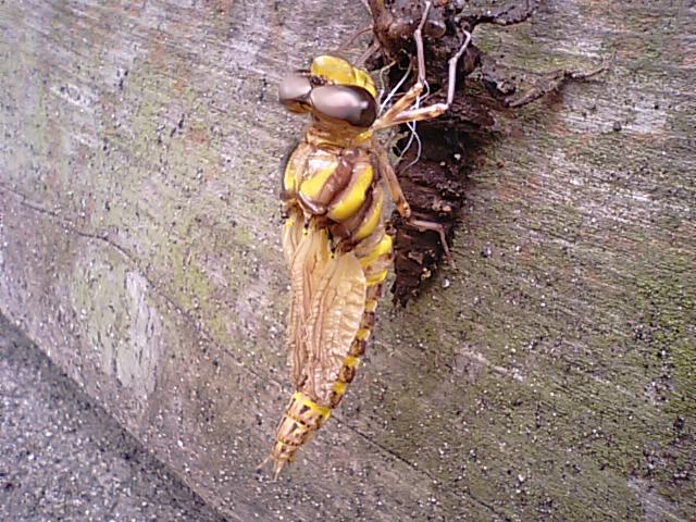 f0231709_1358723.jpg