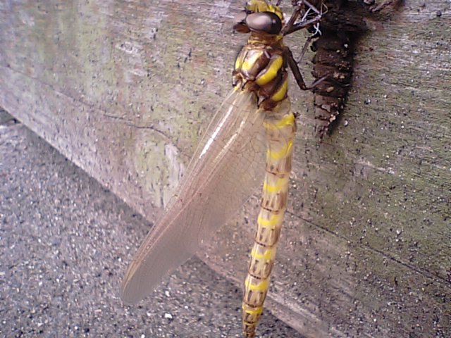 f0231709_1359293.jpg