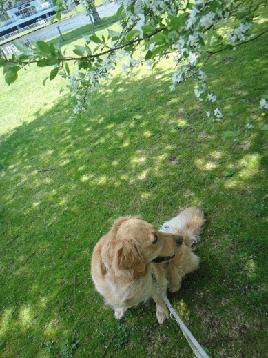 c0197829_153056.gif