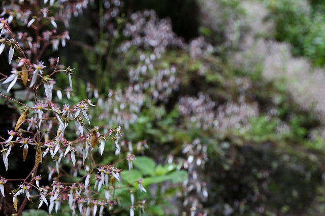 a0242438_11451368.jpg