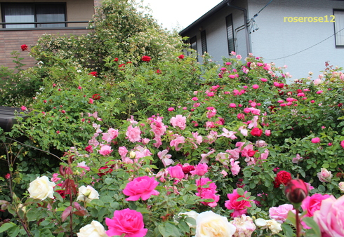 a0249051_4531295.jpg