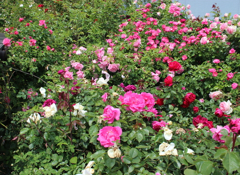 a0249051_5534515.jpg