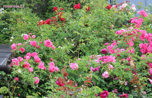 a0249051_6115955.jpg