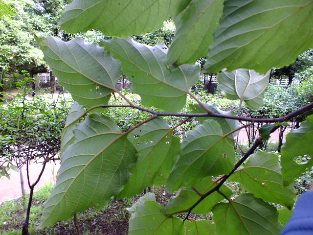 e0145782_18554787.jpg