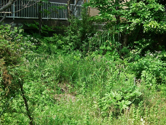 d0046294_945667.jpg
