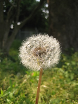 f0201297_125691.jpg