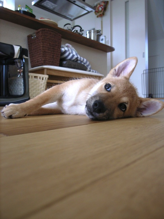 a0200299_16492330.jpg