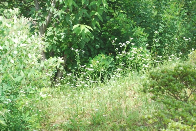 e0025300_18462839.jpg