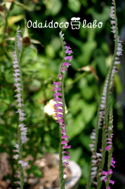 b0238306_842573.jpg
