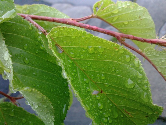 e0071819_2371590.jpg