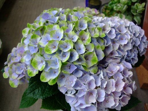 f0243726_7241062.jpg