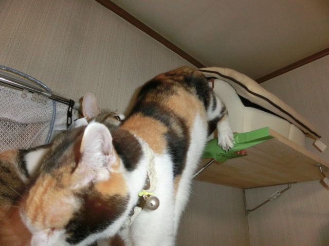 c0194042_1401687.jpg