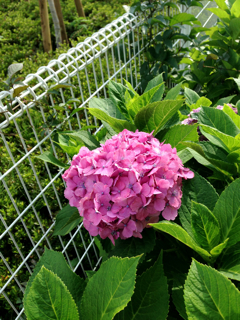 f0179947_134210.jpg