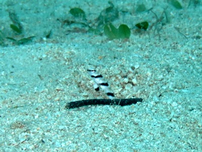 b0033573_17294154.jpg