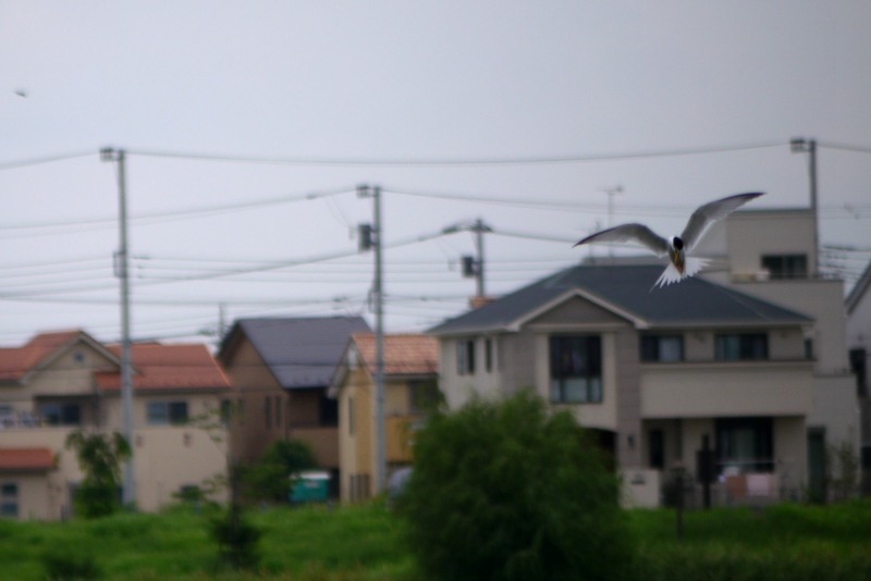 a0127090_2037462.jpg