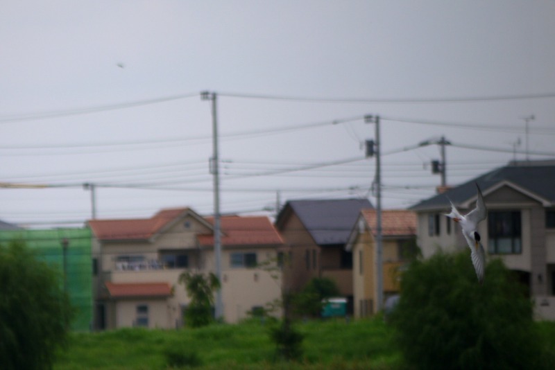 a0127090_2038141.jpg