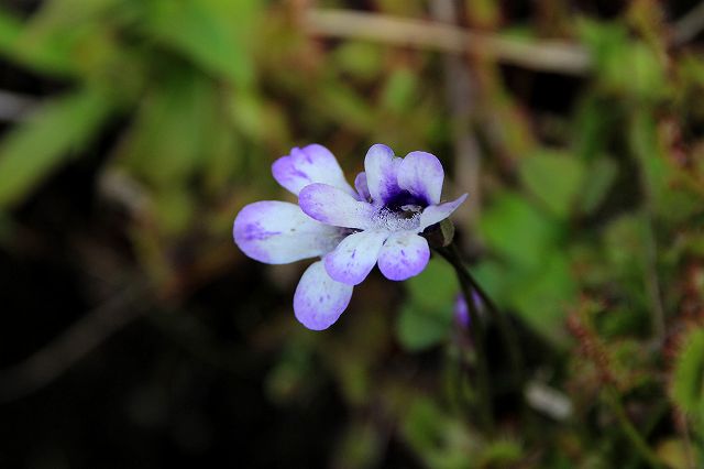 e0137200_21111794.jpg