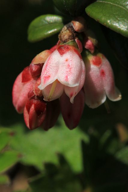 e0137200_2118549.jpg