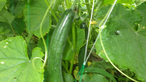 c0300035_9111012.jpg