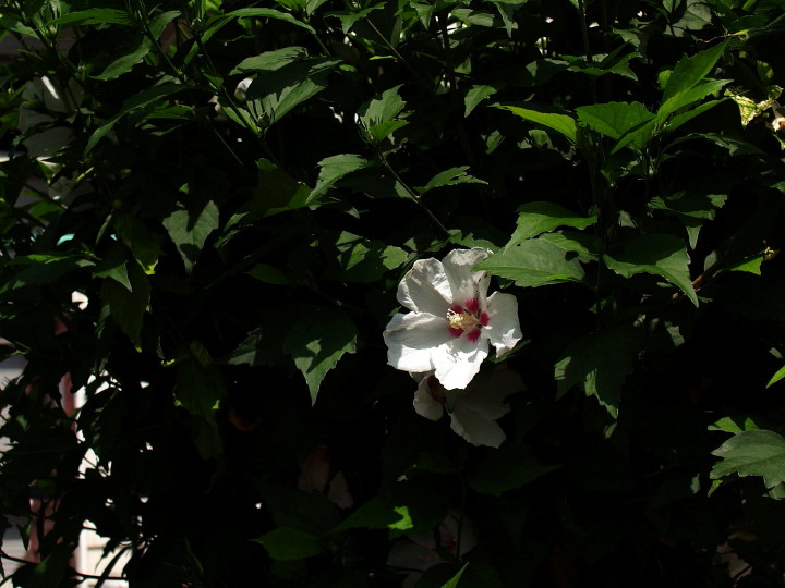 d0241937_1558027.jpg