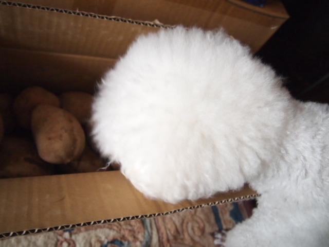 c0117239_9482955.jpg