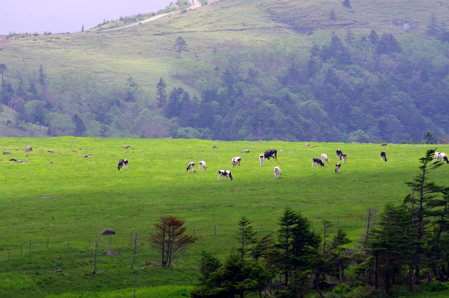 d0186245_130230.jpg