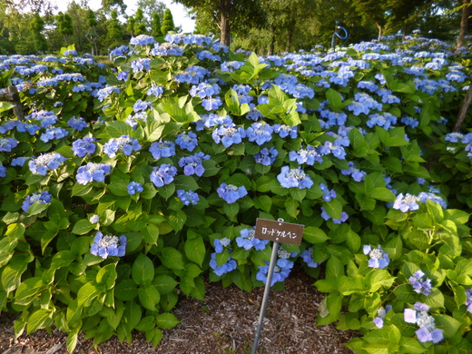 d0231858_7103100.jpg