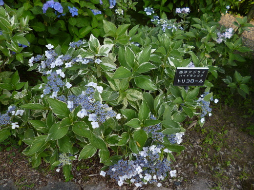 d0231858_79583.jpg