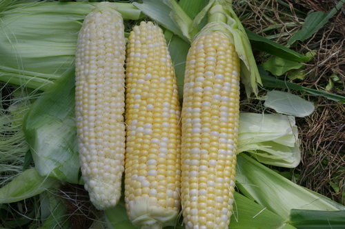 f0054677_8183346.jpg